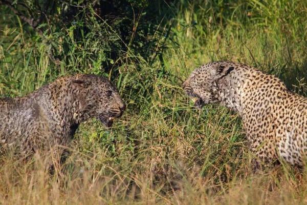 動物奇葩瞬間抓拍，真是無與倫比的美麗和奇異，讓人驚豔