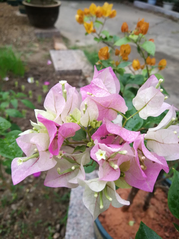 “三角梅用牙膏能爆盆,君子蘭餵雞蛋水”,網傳妙招專坑老實人 “三角梅用牙膏能爆盆,君子蘭餵雞蛋水”,網傳妙招專坑老實人