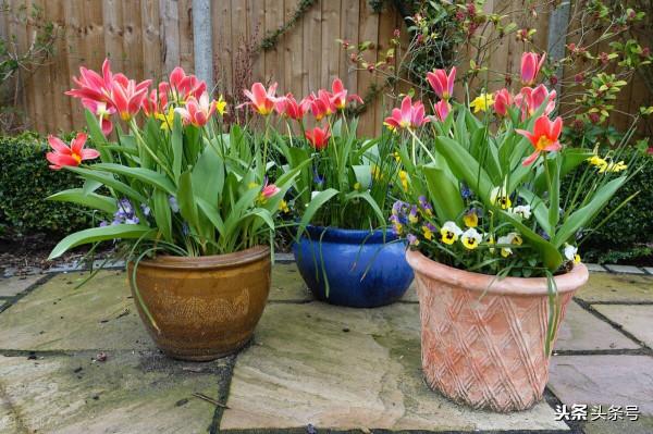 秋季栽培鬱金香，注意這些細節，種球不發黴、不爛球
