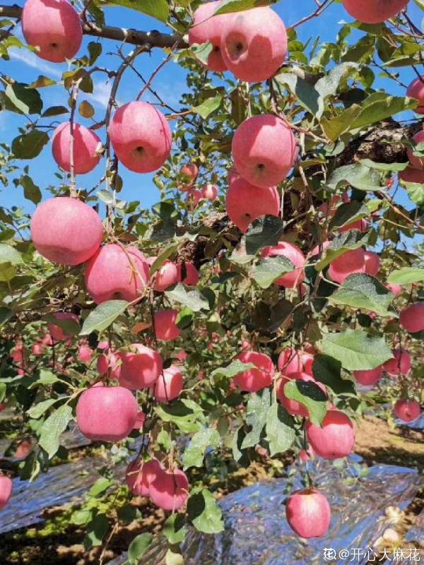 蘋果吃不完,學會這3種處理方法,又能儲存還實用 蘋果吃不完,學會這3種處理方法,又能儲存還實用