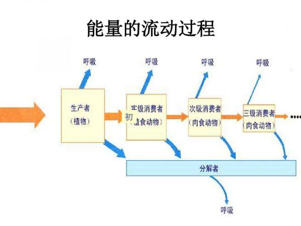 人類還是獵食動物嗎?營養級不足2.5,在鳳尾魚和豬之間!真的嗎 人類還是獵食動物嗎?營養級不足2.5,在鳳尾魚和豬之間!真的嗎