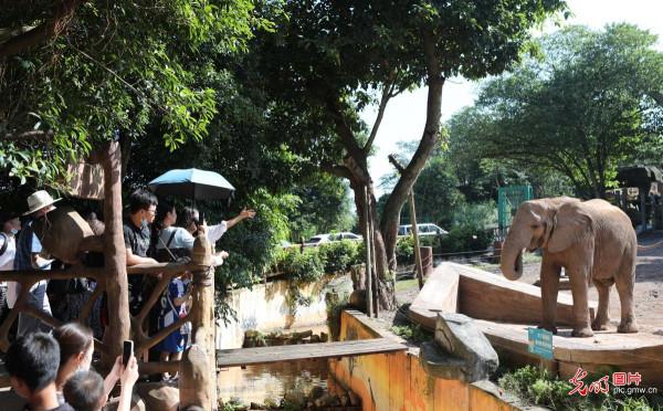 為大象做月餅 其樂融融過中秋 為大象做月餅 其樂融融過中秋