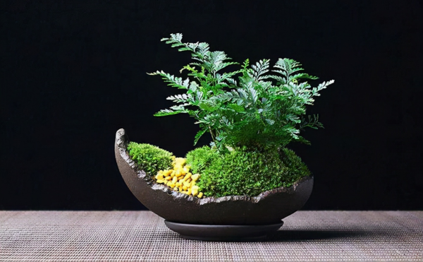 老年人為什麼都開始玩“微景觀”? 老年人為什麼都開始玩“微景觀”?