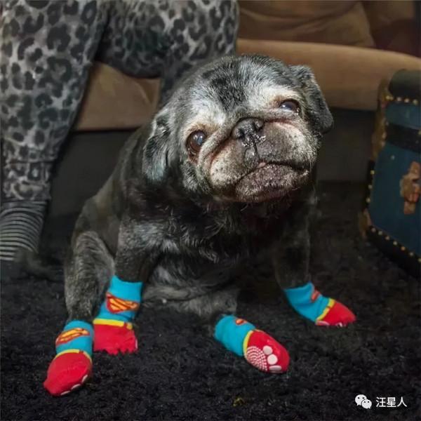 這個主人為了不讓家裡的老狗狗摔倒,想了一個非常可愛的辦法… 這個主人為了不讓家裡的老狗狗摔倒,想了一個非常可愛的辦法…