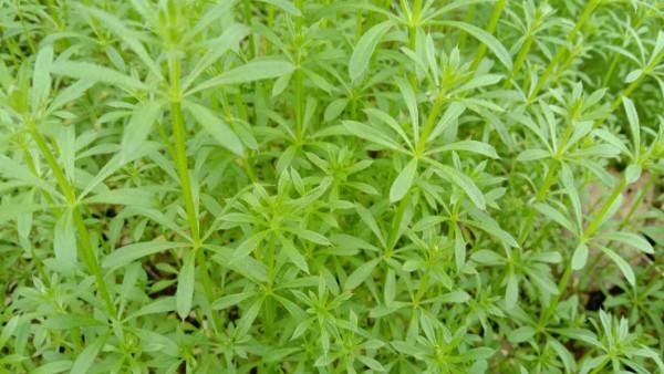 農村的&OpenCurlyDoubleQuote;鋸鋸滕&rdquo;有啥用？把它搗爛，跌打損傷有幫助