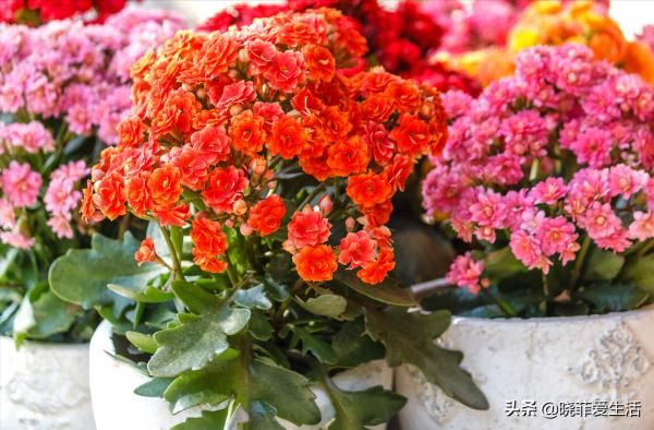 4種“吉利花”，被水澆死了不要扔，簡單處理又能長滿盆