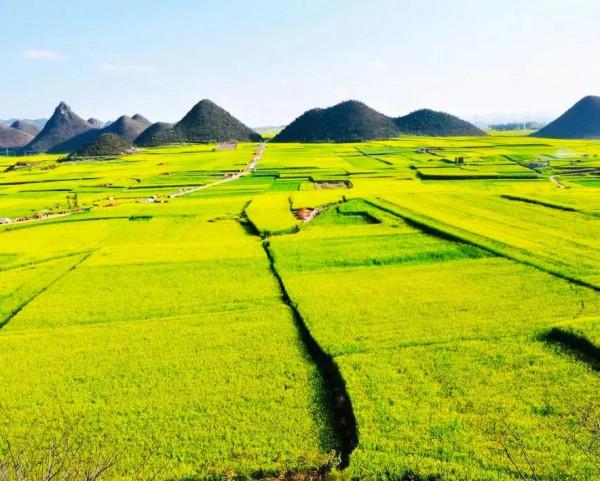 分享：油菜花海，芳香四溢，景色宜人，令人陶醉