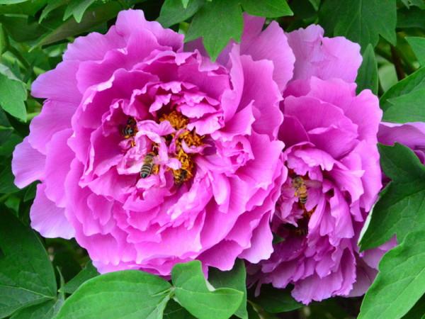 這些花朵很大的植物,美麗大氣,可以選一盆種植在家中 這些花朵很大的植物,美麗大氣,可以選一盆種植在家中