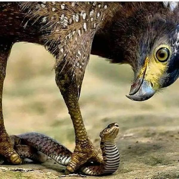 動物界中的龐然大物抓拍,都是動物界中的扛把子,無比壯觀震撼 動物界中的龐然大物抓拍,都是動物界中的扛把子,無比壯觀震撼