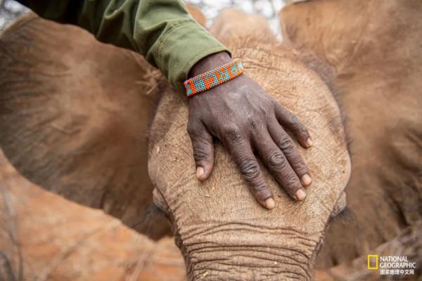 竟能養活非洲象，想必是“非洲第一奶”