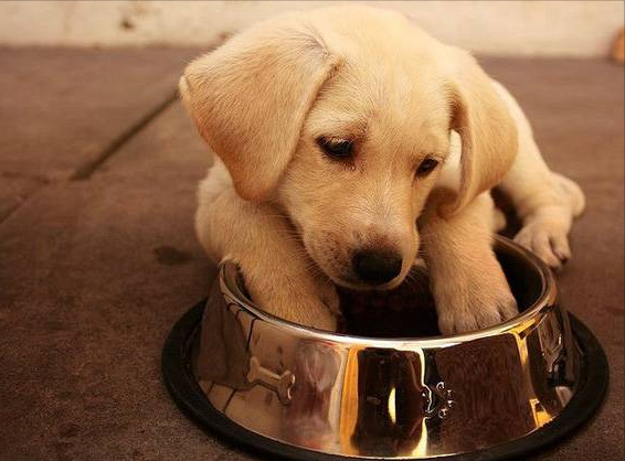 拉布拉多一天吃多少狗糧,怎麼餵養? 拉布拉多一天吃多少狗糧,怎麼餵養?