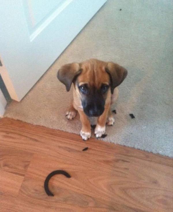 因搞破壞被抓時的狗狗,它的表情我能笑一天 因搞破壞被抓時的狗狗,它的表情我能笑一天