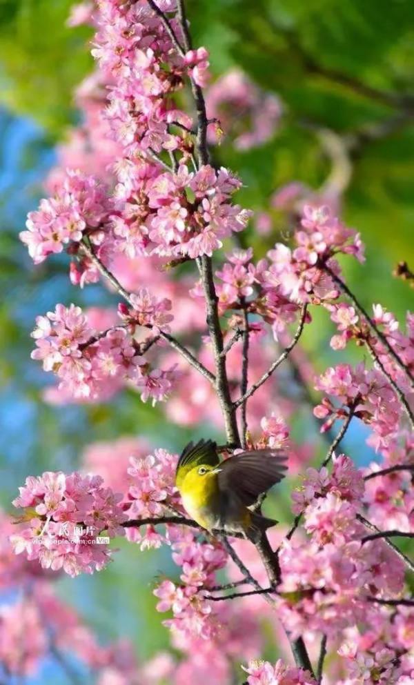 分享圖片&mdash;&mdash;山清水秀 鳥語花香