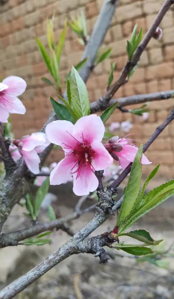 四季的花~ 四季的花~