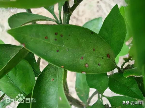 黃龍病、黃化樹不用怕了，許立明“黃化綜合症”鑑別及治理方案