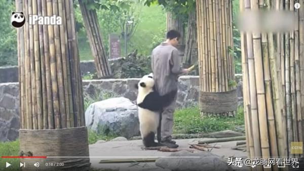 「龍騰網」CGTN獲贊最多的影片:頑皮的大熊貓不讓飼養員走 「龍騰網」CGTN獲贊最多的影片:頑皮的大熊貓不讓飼養員走