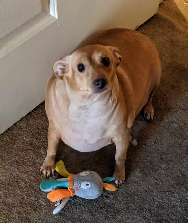 狗子因過於肥胖被拋棄，新主人幫它減肥成功後脫胎換骨