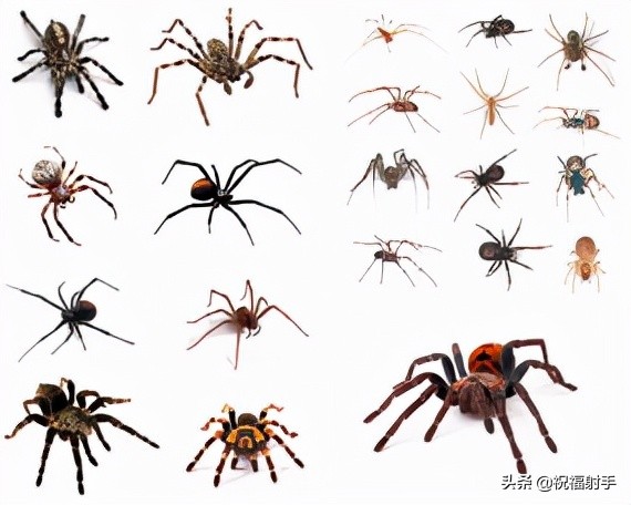 毒蜘蛛-五毒之——蜘蛛毒液,你應該瞭解的毒性知識(一)習性篇 毒蜘蛛-五毒之——蜘蛛毒液,你應該瞭解的毒性知識(一)習性篇