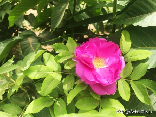 民豐到輪臺全程565&period;66公里，限速80的塔克拉瑪干沙漠公路，打卡嗎