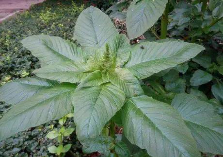 這幾種蔬菜被稱為“補血菜”,陽臺盆栽上幾盆,足足能吃一年 這幾種蔬菜被稱為“補血菜”,陽臺盆栽上幾盆,足足能吃一年