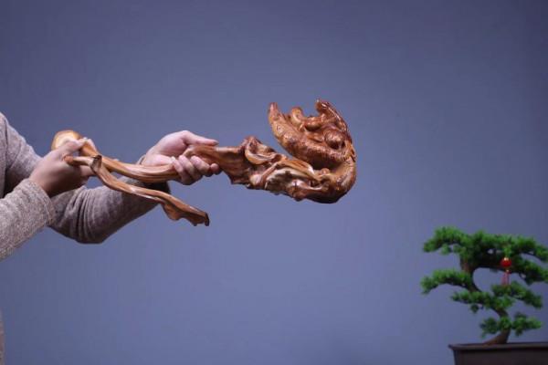 枯木一截，如降龍盤亙！這大自然，造化太神奇了