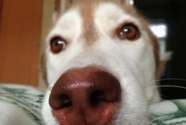 哈士奇鼻子不黑怎麼回事？6個原因告訴你，請做好預防