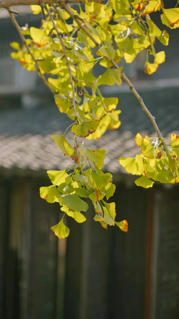 一葉知秋,烏鎮秋天的第一波美圖,誰看誰心動 | 烏鎮•美圖 一葉知秋,烏鎮秋天的第一波美圖,誰看誰心動 | 烏鎮•美圖