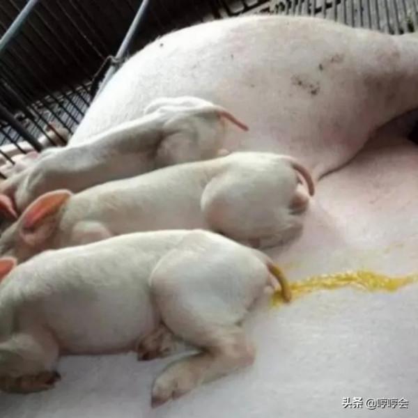 爆發流行性腹瀉後，豬場要啟動哪些有效措施來應對？