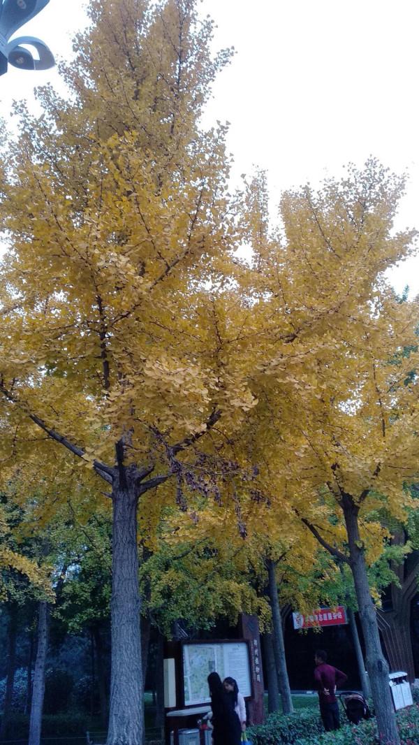 秋天的美麗,秋天是我最喜歡的季節 秋天的美麗,秋天是我最喜歡的季節