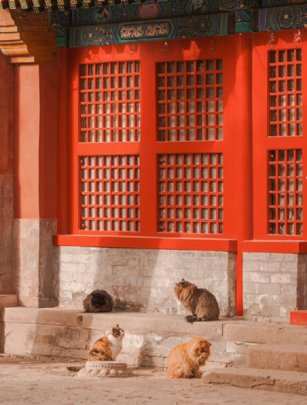 故宮裡的四隻御前侍衛貓 萌萌噠 故宮裡的四隻御前侍衛貓 萌萌噠