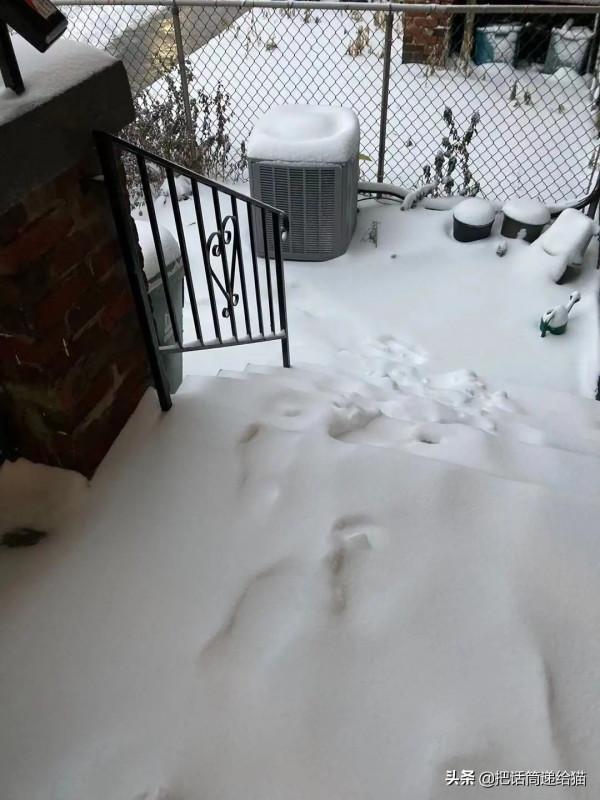 留學生被拒20次終於領養到貓，半年後發現小貓咪居然變色了
