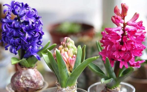 春節花市上買花，避開7種“毒花”，養在家裡影響健康