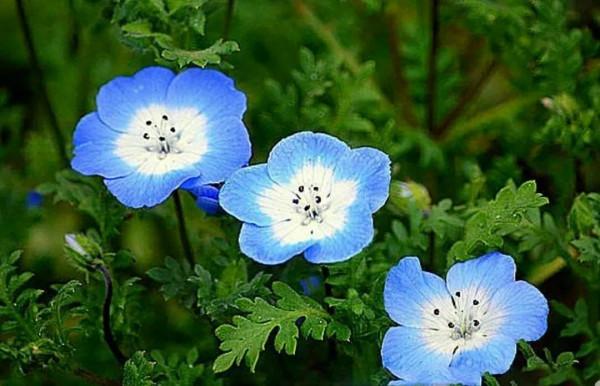 走進藍色海洋,你就是女王!嬰兒的蘭眼睛—喜林草。挺住,別迷路 走進藍色海洋,你就是女王!嬰兒的蘭眼睛—喜林草。挺住,別迷路