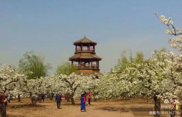 鐵兵遊記｜永定河畔萬畝梨花香雪海