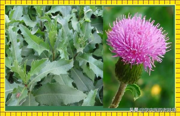 每天學習一味中藥——小薊 每天學習一味中藥——小薊