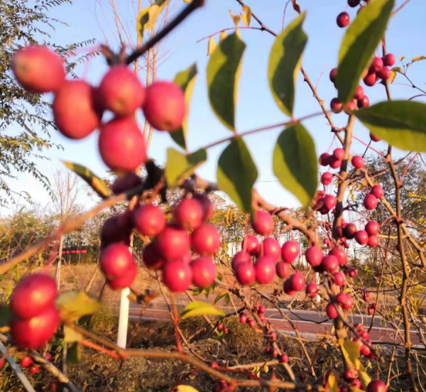 鄉村振興 ▏從“地下開挖”到“地上開花”“煤村”變“美村”！