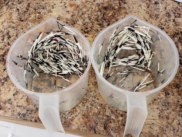 又心疼又好笑！德牧出任務追犯人，卻意外遭豪豬攻擊身中200刺