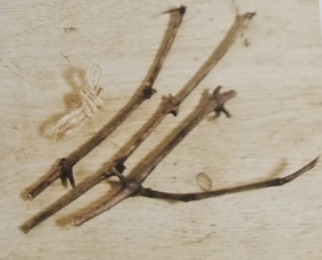 球根植物怎麼養？教你水培風信子