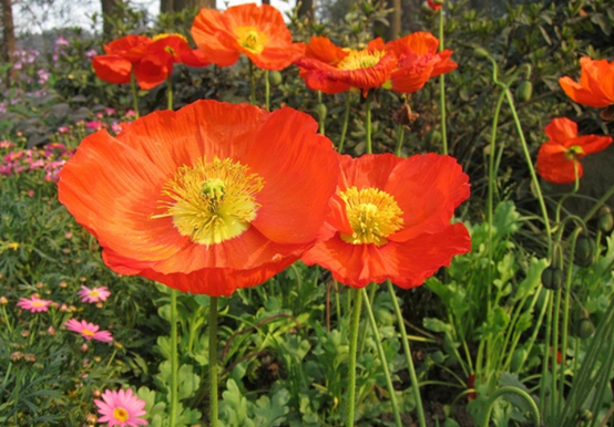 “越漂亮的花越有毒”!認識11種“有毒植物”,遠離危害 “越漂亮的花越有毒”!認識11種“有毒植物”,遠離危害