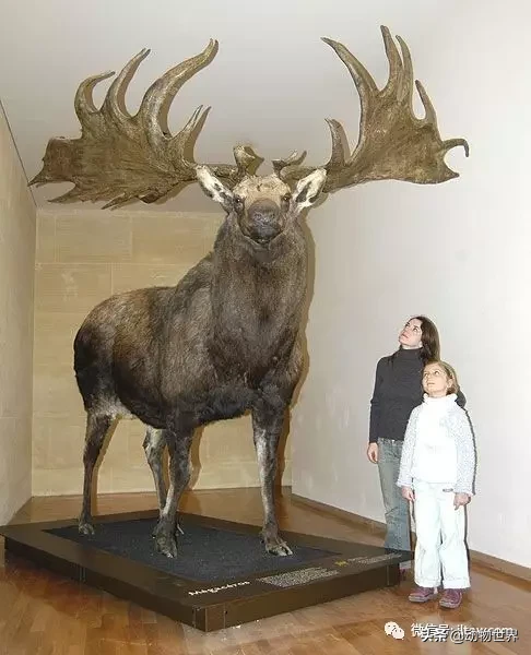 20張比你想象中要大的動物，比人還大的螃蟹