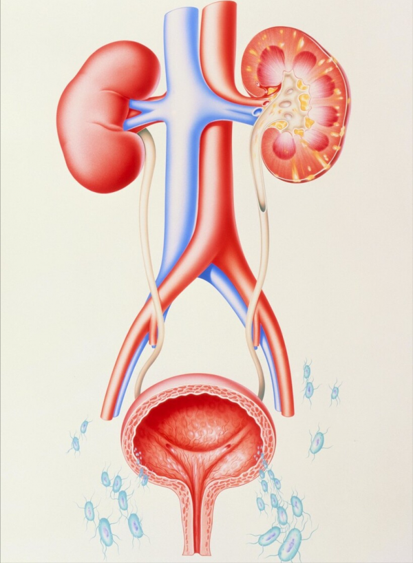 索利那新，高度抗膀胱收縮，改善尿頻尿急更強，整體優於托特羅定