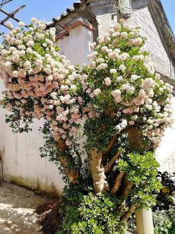 能養成老樁的“7種花”,吉祥大氣“生長年限長”,越養越喜歡 能養成老樁的“7種花”,吉祥大氣“生長年限長”,越養越喜歡