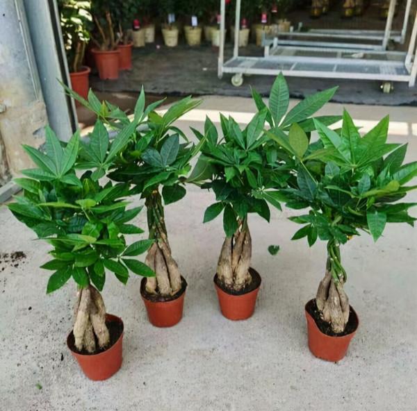 11種花得窮養,用小盆,少澆水,反而更精神 11種花得窮養,用小盆,少澆水,反而更精神