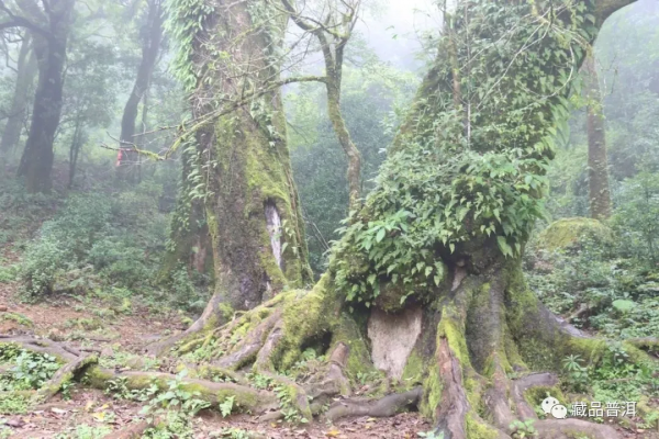 解析臨滄茶區：勐庫十八寨，寨寨出好茶，冰島茶何以冠絕天下？