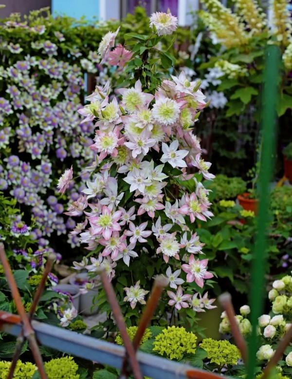 “27種”耐寒的花，好養不怕冷，低溫也能開花