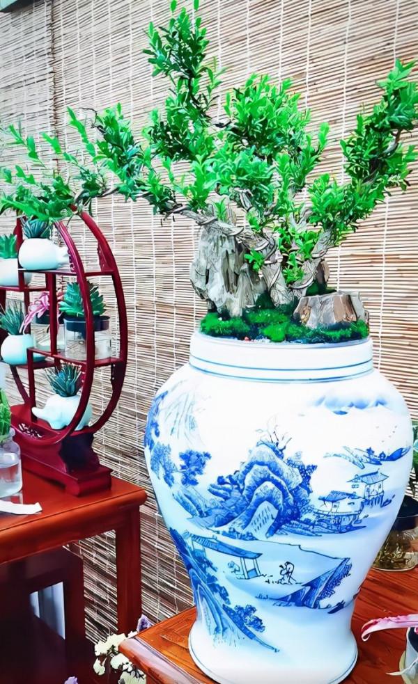 黃楊木盆景——花友們的心頭寶