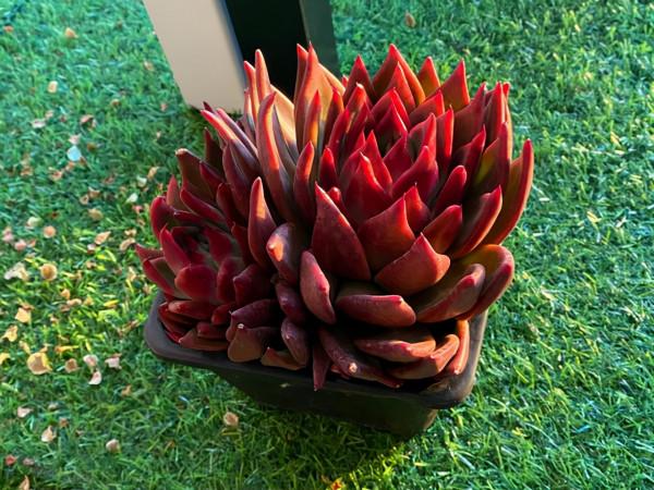 多肉弗蘭克出狀態很容易,想要多頭群生,大棚主的方法值得參考 多肉弗蘭克出狀態很容易,想要多頭群生,大棚主的方法值得參考