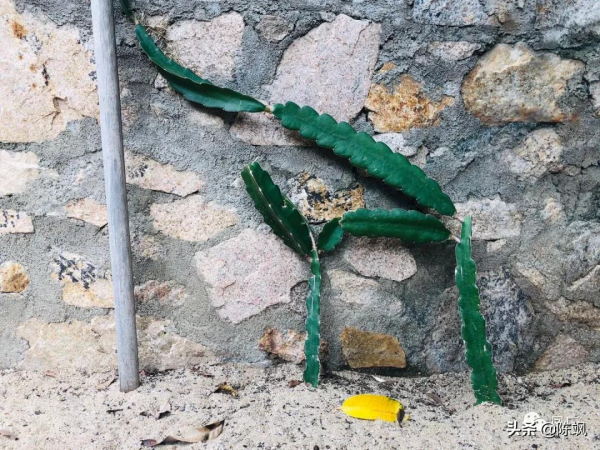 兩年前國慶回海南遊記（多圖）