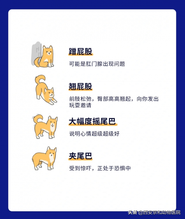 狗狗的18種肢體語言，你都明白嗎？