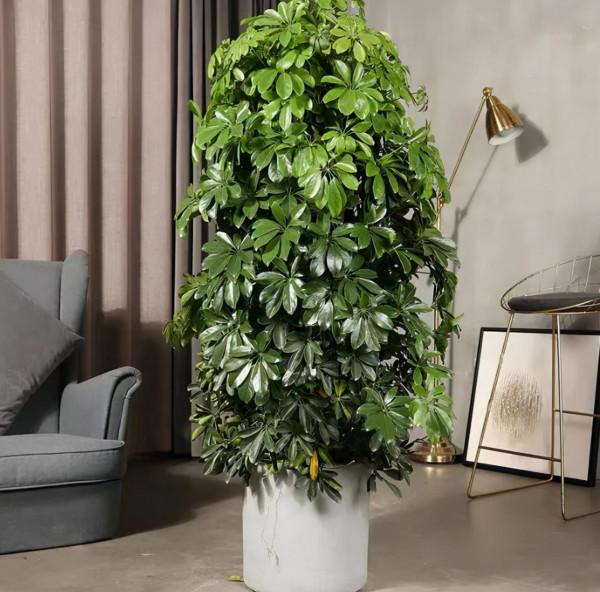 被譽為“招財樹”的鵝掌柴，居家盆栽該注意什麼？